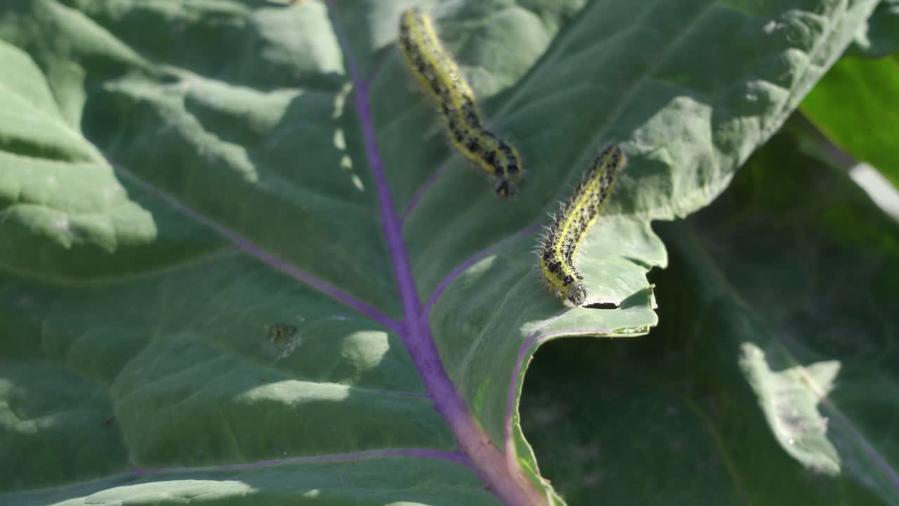 orugas en hojas de repollo