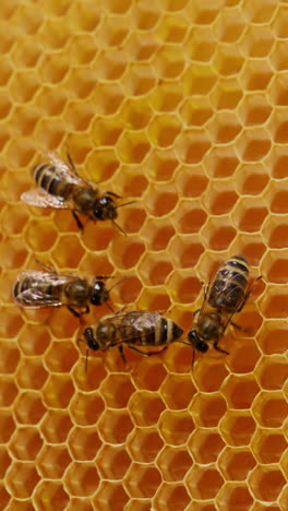 working bees crawling over the empty wax cells. honey insects preparing for making healthy natural product. vertical video