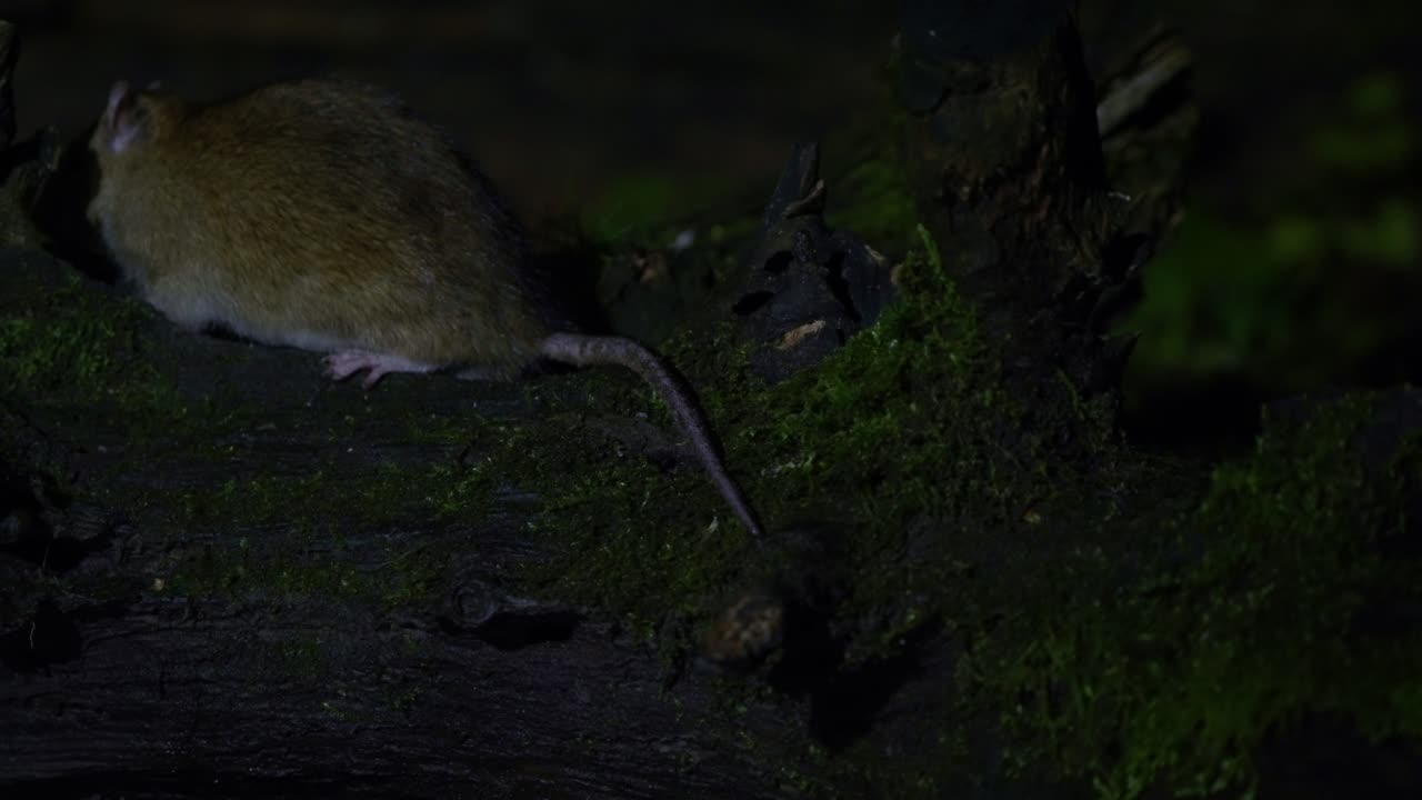 Brown rat moves across dim forest floor, alert and scanning surroundings, slow motion