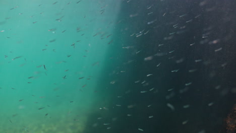 Medium-shot-of-a-school-of-tiny-fish-in-the-shallows-near-a-shadowy-rock-wall-in-turquoise-blue-tropical-water