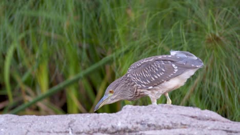 A-juvenile-Black-crowned-night-heron-slowly-walking-out-of-the-frame-behind-a-rock