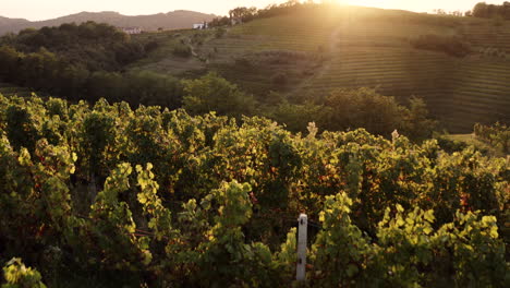sunset vineyard in italy