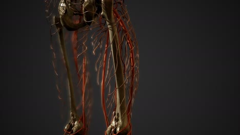 Human-body-blood-vessel-anatomy