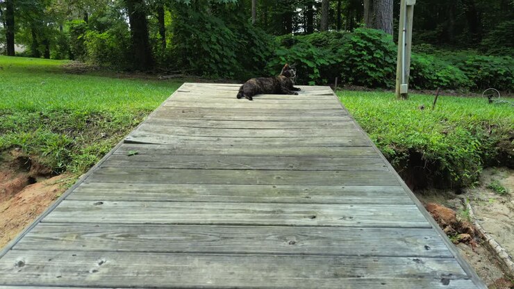 Gattino seduto su un molo e un drone la spaventa mentre si avvicina.