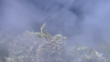 cannabis en humo