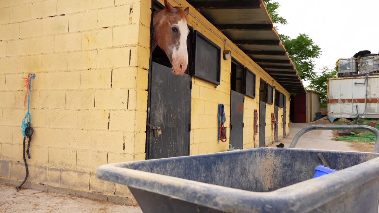 Horse stands inside the stable looking at a wheelbarrow filled with food placed in front of it