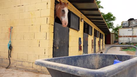 Horse stands inside the stable looking at a wheelbarrow filled with food placed in front of it