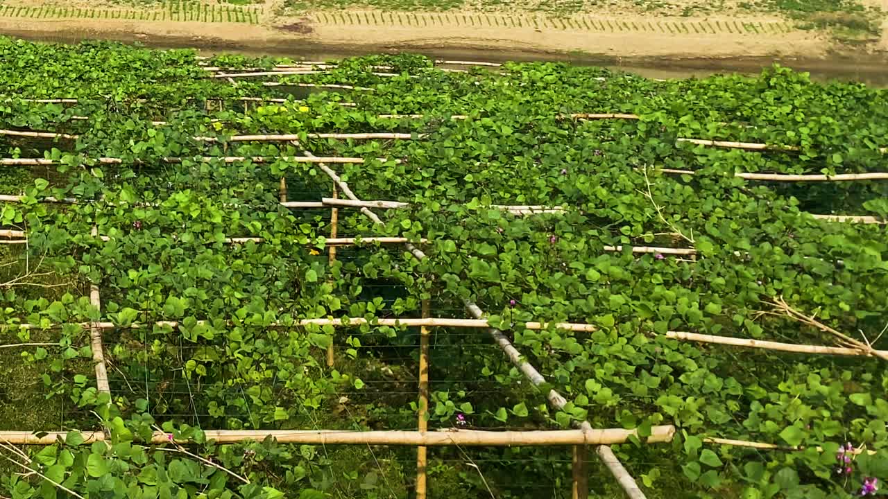 Growing Hyacinth Bean On Cultivated Agriculture Land In Bangladesh. Panning Right Shot
