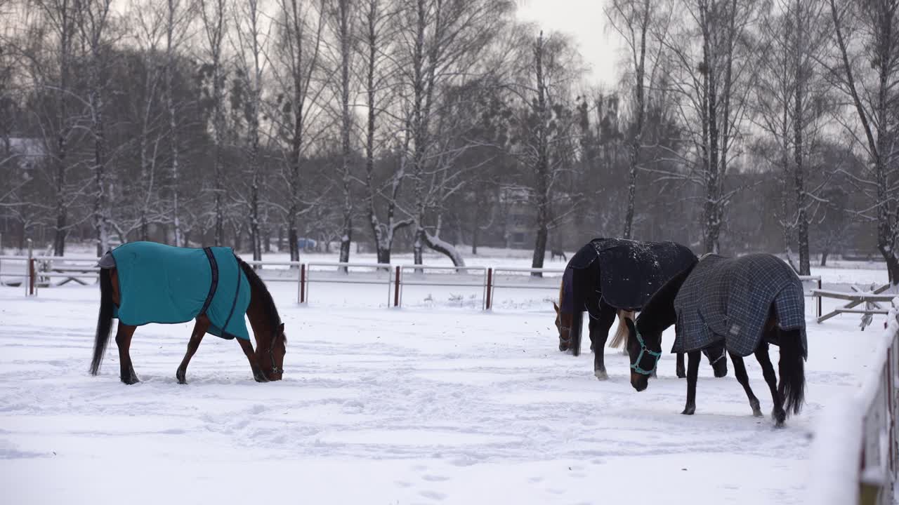 caballo marrón caminando en la nieve, cubierto con una manta para mantenerse caliente durante el invierno, cerca de madera del rancho y árboles en el fondo