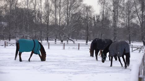 Brown-horse-walking-in-snow,-covered-with-a-blanket-coat-to-keep-warm-during-winter,-wooden-ranch-fence-and-trees-in-background