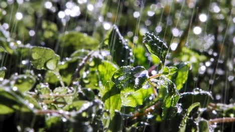 un primerísimo plano de la gota de lluvia que cae de la hoja de la planta de orégano en el jardín, iluminada por el sol desde atrás