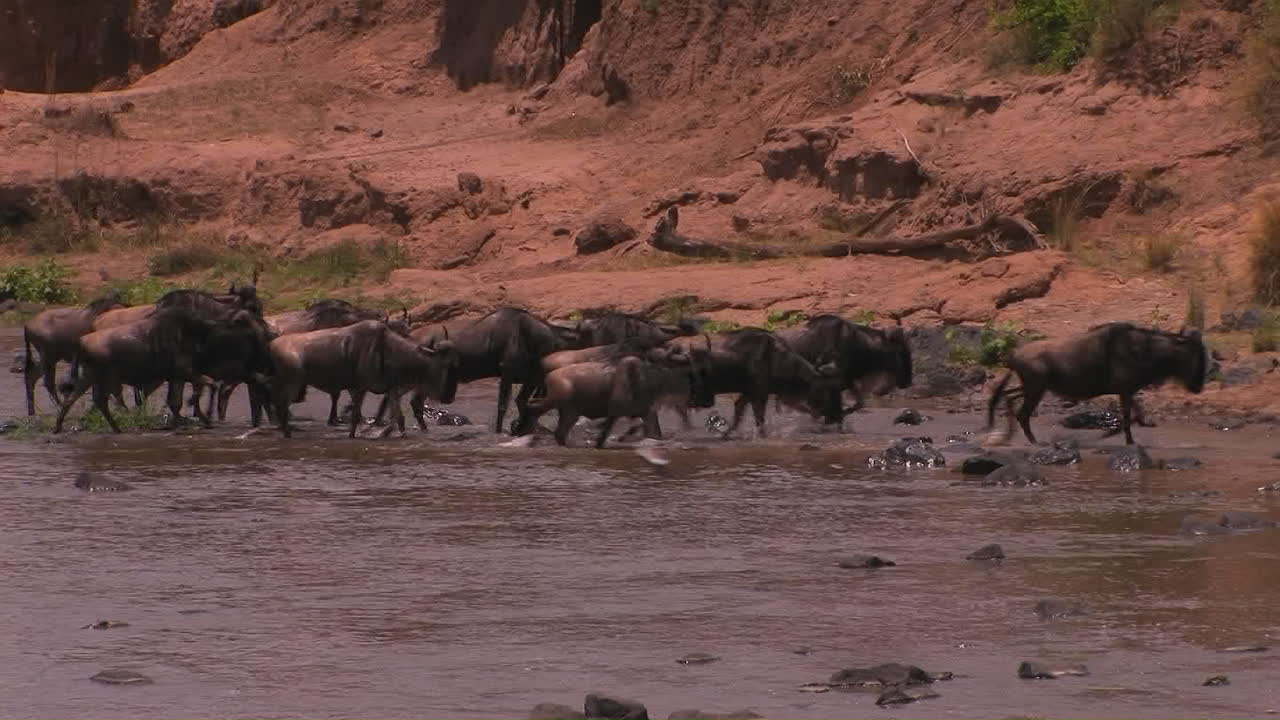A heard of wildebeest cross a river and begin to run