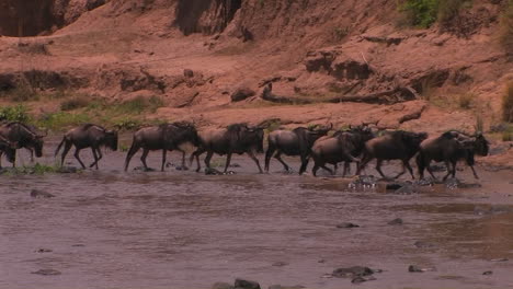 a heard of wildebeest cross a river and begin to run