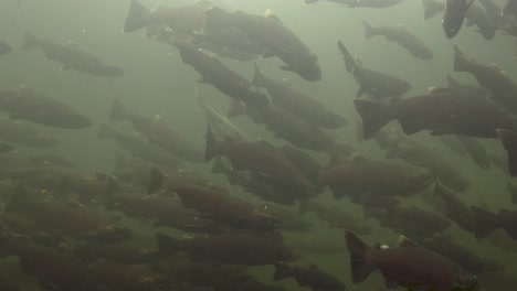 escuela de salmones en el agua