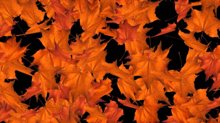 Abstract autumn background falling maple leaf and dry leaf 3d loop animation romantic season