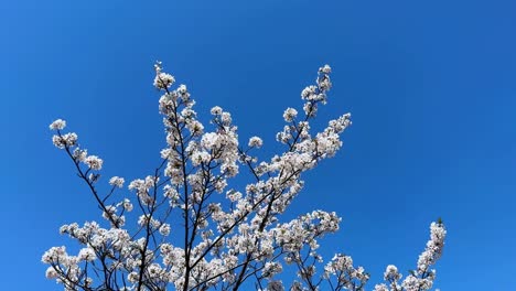 cherry blossom pink flowers over blue skyline wind motion background colorful branch