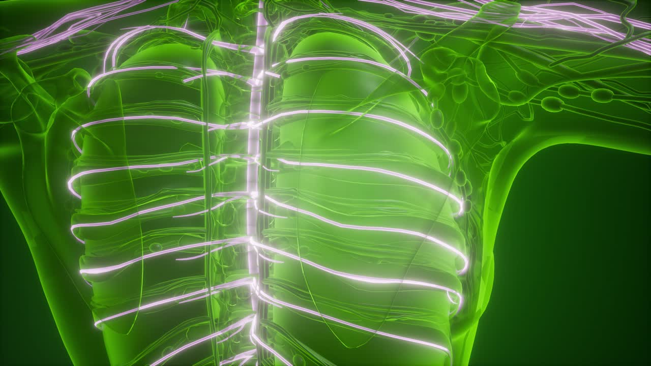 anatomía del cerebro humano