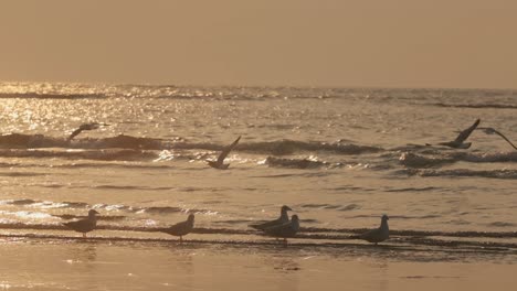 Gaviotas-Volando-Sobre-La-Orilla-Del-Mar-En-La-Puesta-De-Sol-De-La-Hora-Dorada-A-Cámara-Lenta