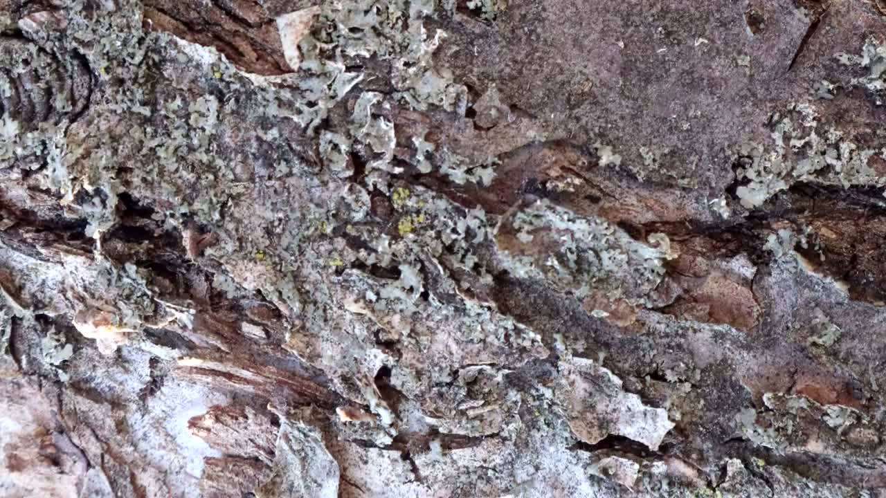 fondo de textura de madera animada útil para efectos de películas antiguas utilizando la herramienta de opacidad o luma matte