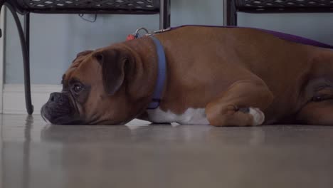 boxer dog waiting for exam at vet's office