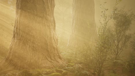 autumn forest and trees in morning fog