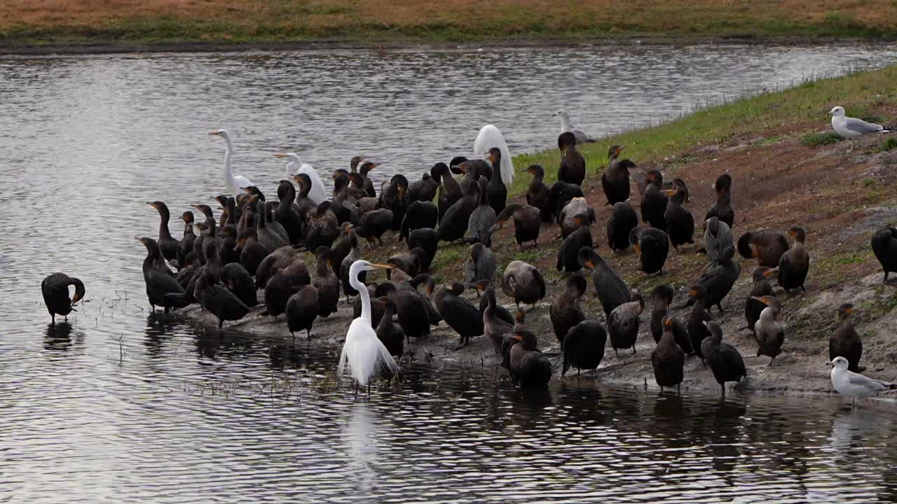 Un gruppo di cormorani sulla riva di un lago