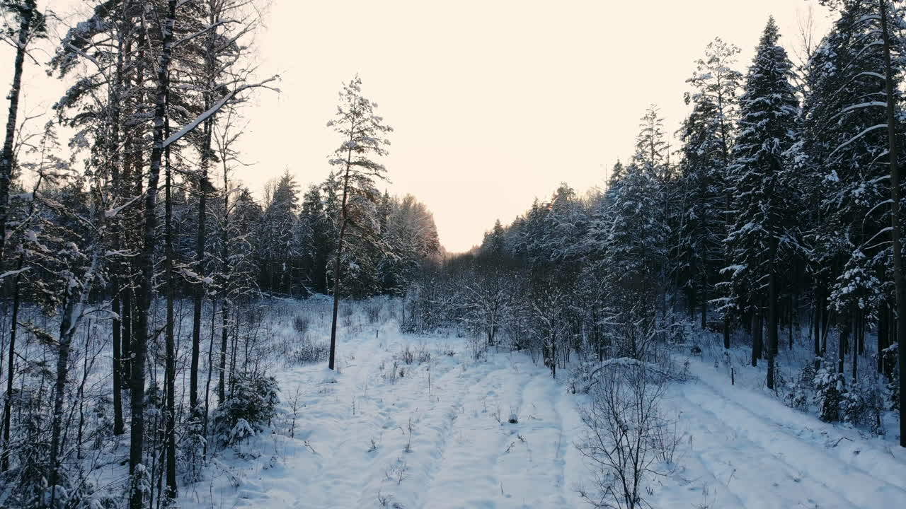 Aerial view on the forest hills during winter sunset. Crowns of coniferous trees are lighted up by a bright setting sun.