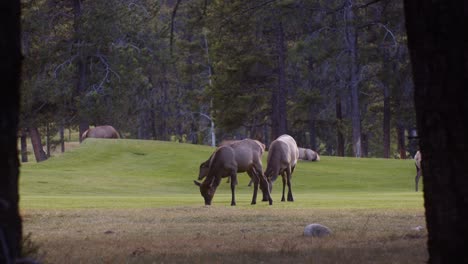 Elk-Bull-hearding-female-cows-grazing-on-the-golf-course-and-squirting-urine