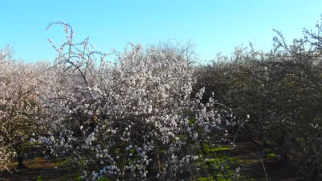 almond orchard in bloom, drone flight low over trees