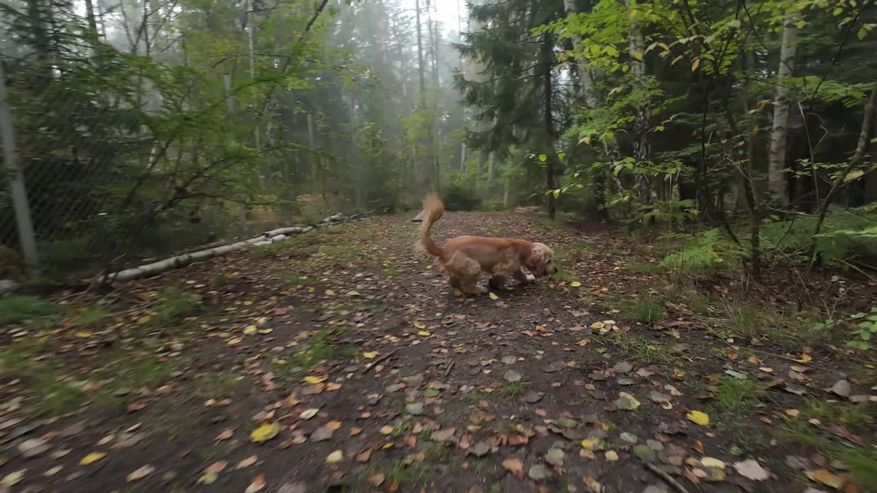 Happy dog running in an agility park
