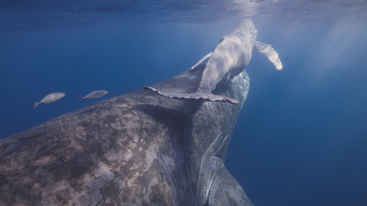 Slow motion pull back shot of swimming behind a mother and calf humpback whale as the baby surfaces for air in Mexico