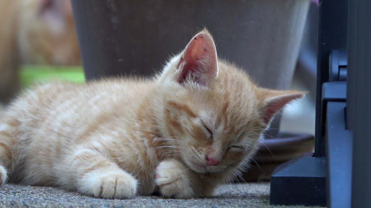 Orange kitten drops off to sleep, is awakened.