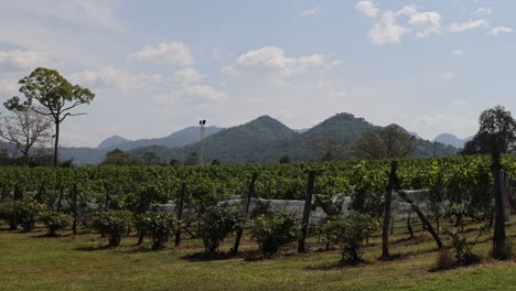 a serene vineyard landscape with mountain views