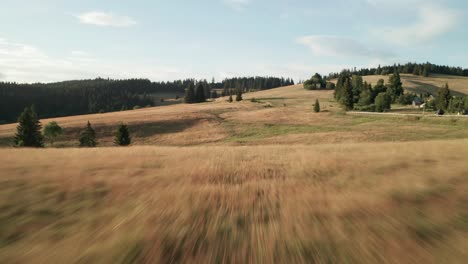 Flying-close-above-a-herd-of-sheep-grazing-on-a-dry-grass-on-a-beautiful-summer-evening