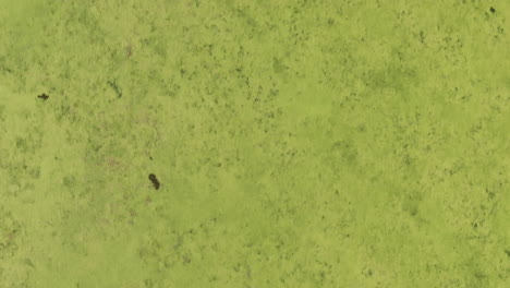 algas verdes tóxicas verdes que se apoderan de los humedales y los ríos, de arriba hacia abajo