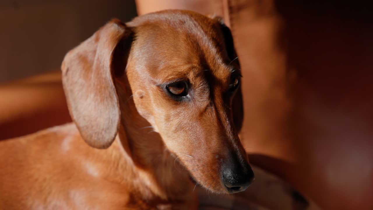 A black and tan wiener dog naps peacefully in his bed, curled up and surrounded by natural warmth from the winter sunlight.