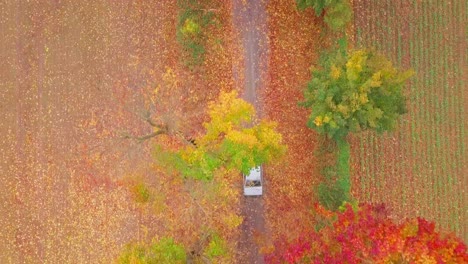 drone shot top down of a car riding through colorfull trees