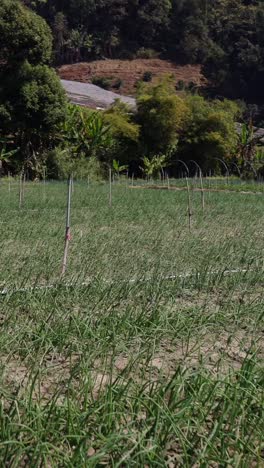 agricultural field with irrigation system