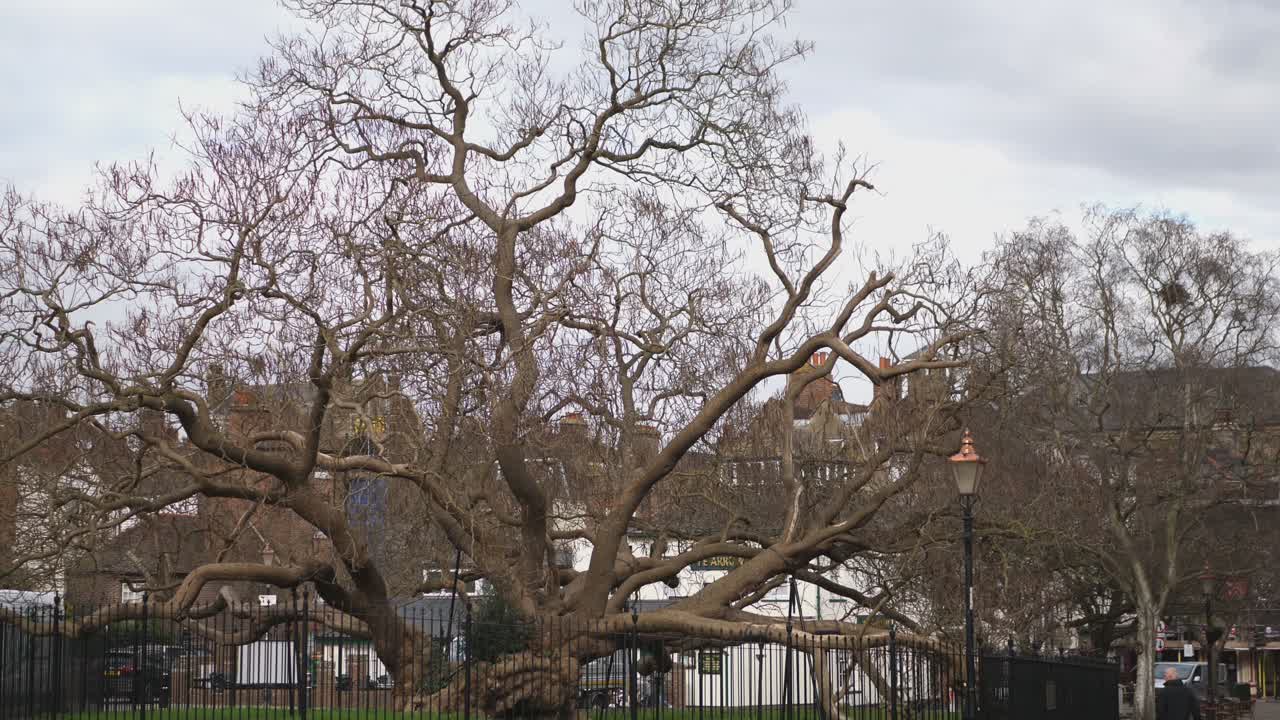 Iconic Catalpa Tree Outside Rochester Cathedral