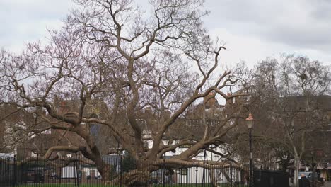 iconic catalpa tree outside rochester cathedral