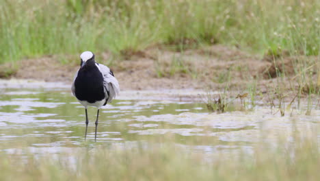 blacksmith lapwing or blacksmith plover preening feathers while standing in water, close-up in slowmotion