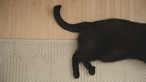 close up of a black cat's tail moving