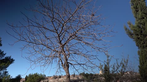 higuera muerta en el monte de los olivos israel