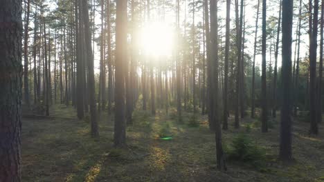 aerial: sun beam passes through forest trees and hits soft woodland ground