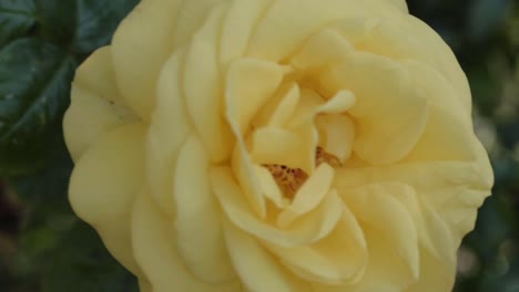 yellow rose growing on rose bush close up shot