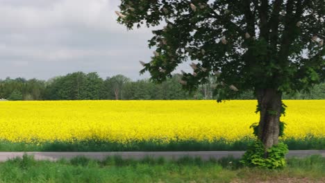 Side-view-tracking-follows-electric-SUV-drive-on-empty-road-by-yellow-field