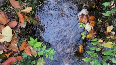 Wasserquelle-Auslasskanalbach-In-Wildem-Wald-Mit-Naturlandschaft-Aus-Grünen,-Frischen-Pflanzen-Rund-Um-Den-Fluss-Und-Trockenen,-Hohen,-Nassen-Baumblättern-In-Farbenfrohem-Orange-grün-gelbem-Blatt,-Vogelperspektive-Mit-Blick-Nach-Unten