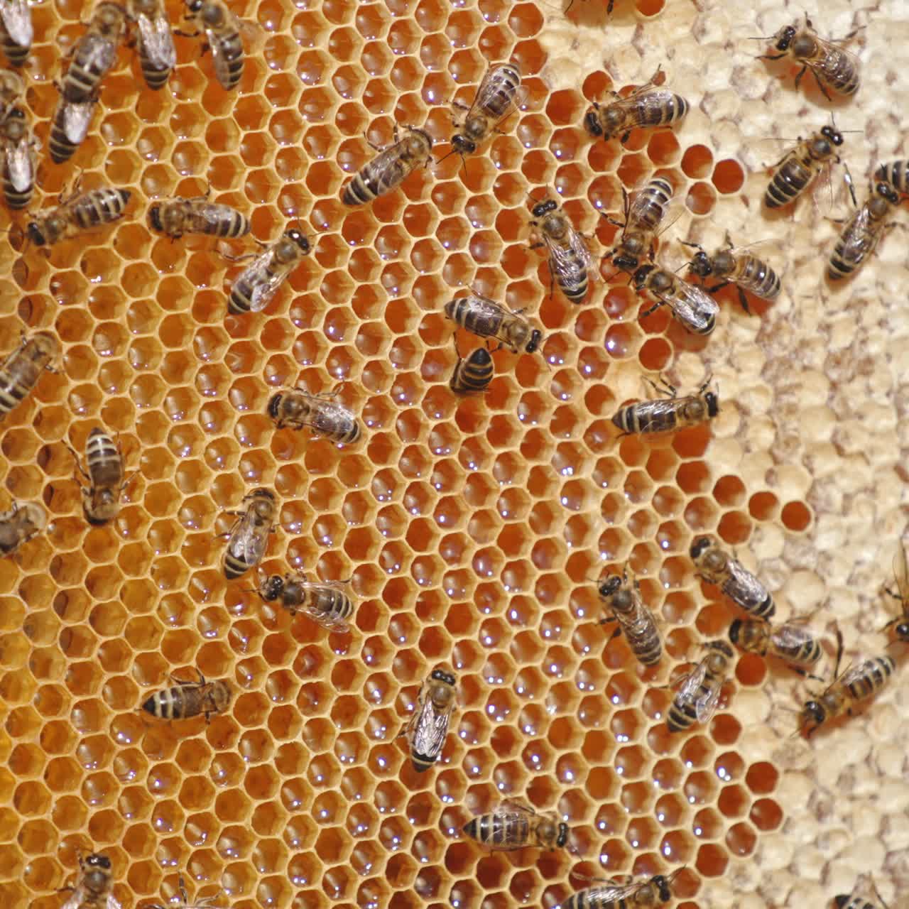 Stripy beautiful honey insects walking over the honeycombs. Bee family working hard over the honey harvest. Close up