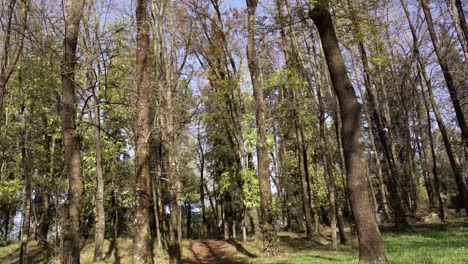 Ruhiger-Stadtpark-Am-Morgen,-Herbstbirkenäste-Mit-Gelben-Blättern-Und-Braunen-Baumstämmen,-Neigung-Nach-Oben