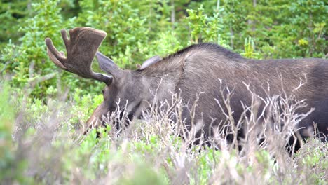 nahaufnahme von elchen, die in den wäldern der rocky mountains grasen